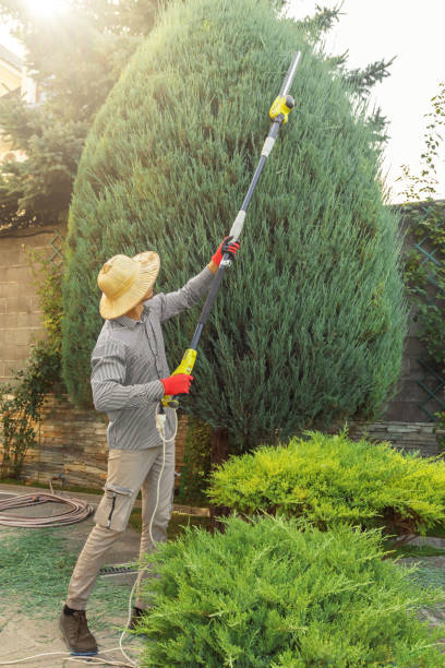 Best Local Tree Services  in Ridgemark, CA